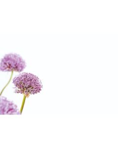 KORT ALLUM 50 ST/FRP