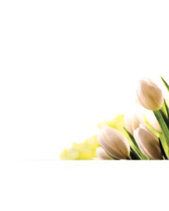 KORT VITA TULPANER 50ST/FP