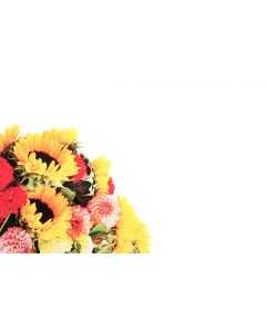 KORT SOLROS O DAHLIOR 50ST/FP