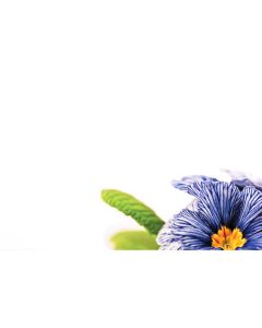 KORT PRIMULA 50ST/FP