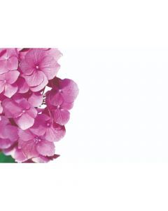 KORT HORTENSIA 50 ST/FRP