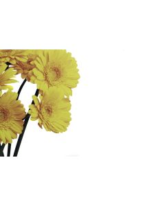 KORT GERBERA 50 ST/FRP