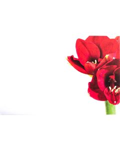 KORT AMARYLLIS 50ST/FP