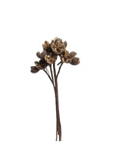 TORKAD H14CM. 15ST KAPSLAR/BUNT