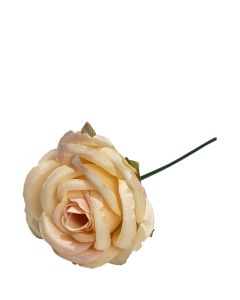 ROS APRIKOS D7CM H10CM